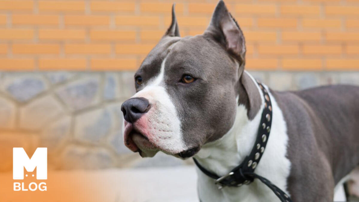Türkiye’de Yasaklı Köpek Irkları