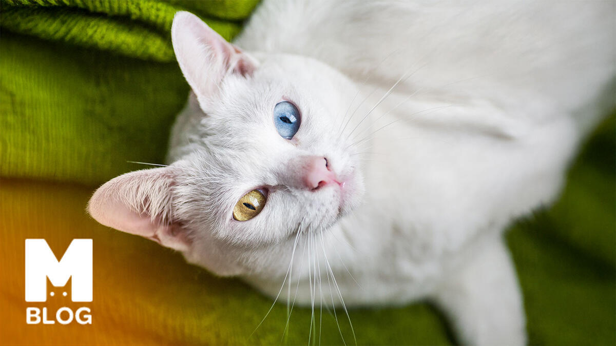 Khao Manee Kedi Irkı Hakkında Bilmeniz Gerekenler