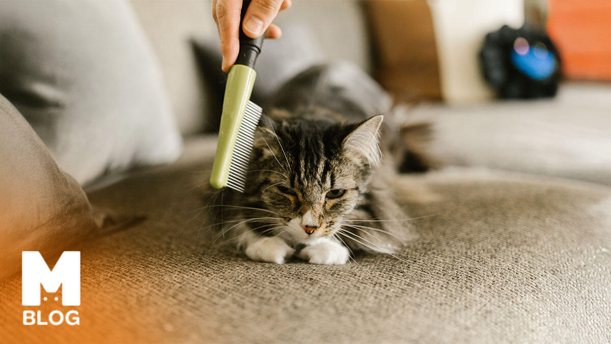 Kedi Tüyü Yutarsak Ne Olur?