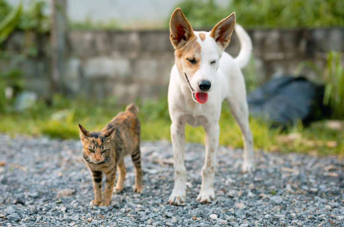 Kedi ve Köpeklerde Kilo Kaybı Nedenleri, Belirtileri ve Tedavi Yöntemleri