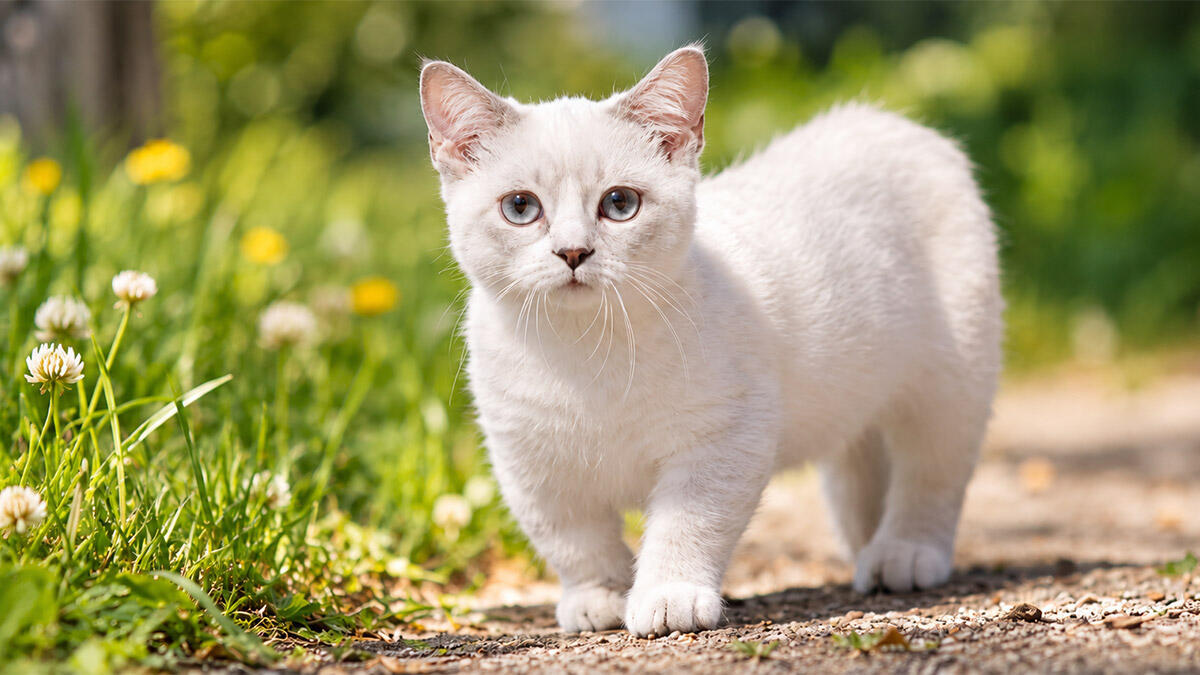 Kısa Bacaklı Kedi Cinsleri