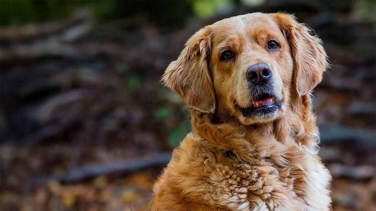 Köpekler Ciğer Yer mi?