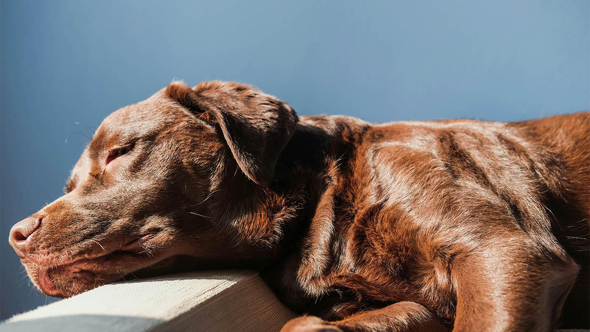 Köpeklere Ağrı Kesici Verilebilir mi?