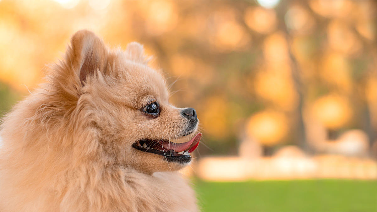 Pomeranian Köpek Irkı Bakımı, Beslenmesi ve Özellikleri