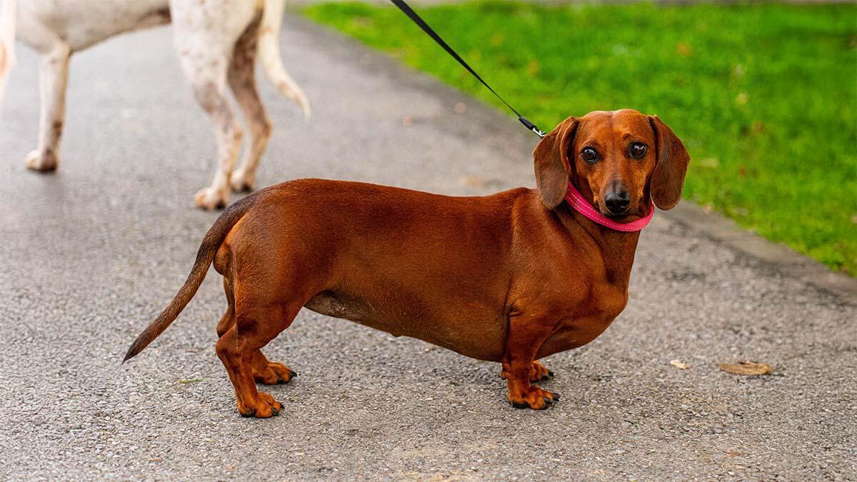 Sosis Köpek (Dachshund) Irkı Özellikleri, Bakımı ve Eğitimi