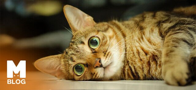 Sokoke Kedisi Bakımı Nasıl Yapılır? Tüy Yapısı, Beslenme ve İpuçları