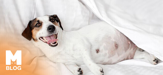 Köpekler Kaç Ayda Doğurur?