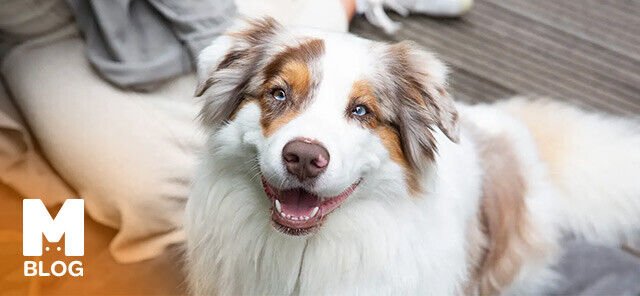 Avustralya Çoban Köpeği Cinsi Hakkında Bilgiler