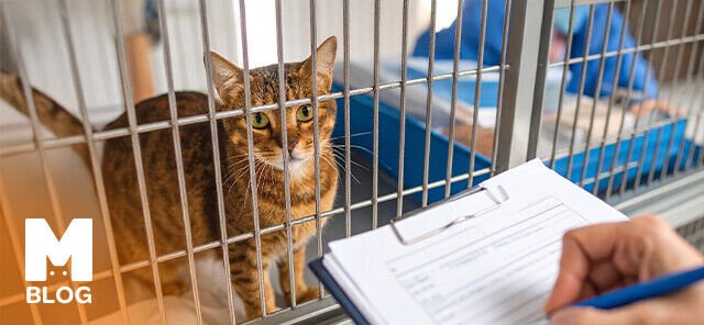 Barınaktan Kedi Sahiplenme Şartları