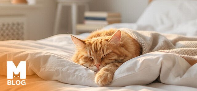 Kediler Yatağa Nasıl Alıştırılır?