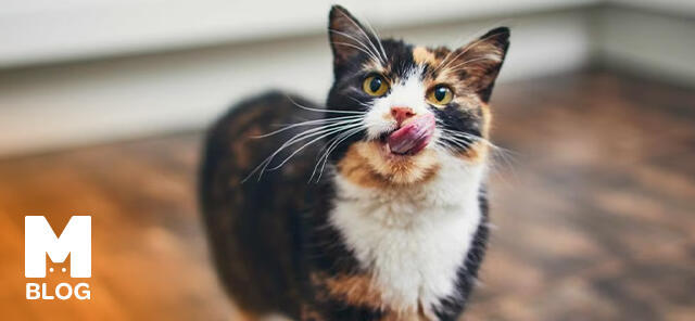 Kediler Neler Yiyebilir?