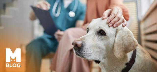 Evcil Hayvan Sigortası Nedir? Ne işe yarar?