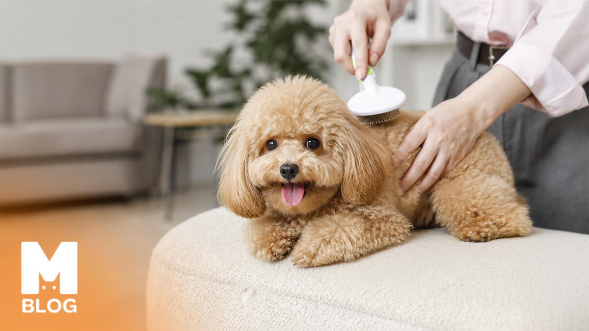 Tüy Dökmeyen Köpek Cinsleri