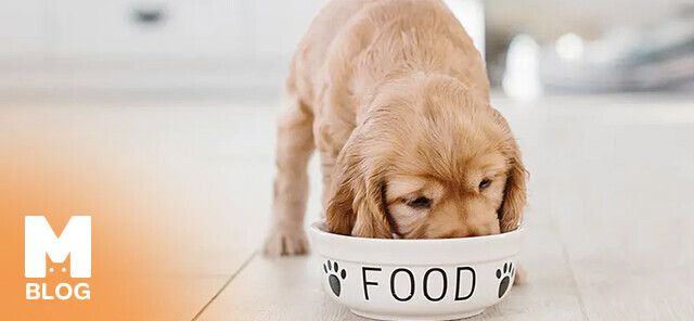 Yavru Köpekler Neler Yer?