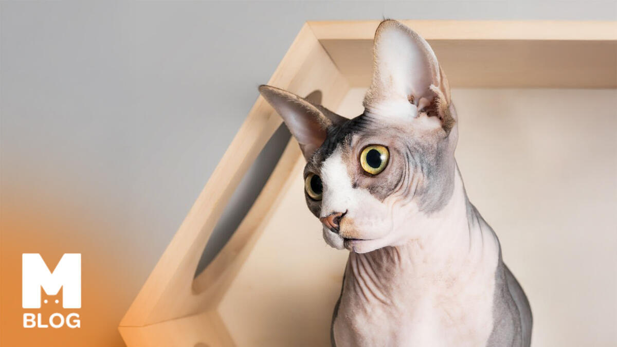 Tüy Dökmeyen Kedi Cinsleri