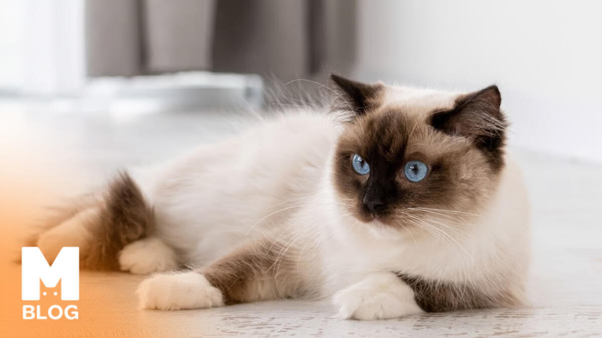 Dünyanın En Tatlı Kedi Cinsleri