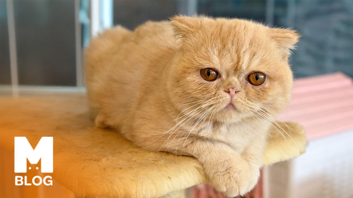 Exotic Shorthair Özellikleri ve Bakımı