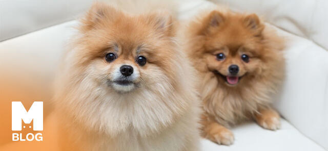 Pomeranian Boo Özellikleri Ve Bakımı