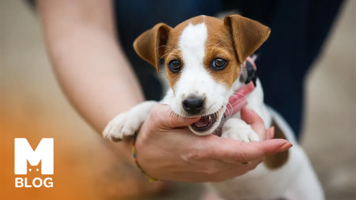 Köpekler Ne Zaman Diş Çıkarır?