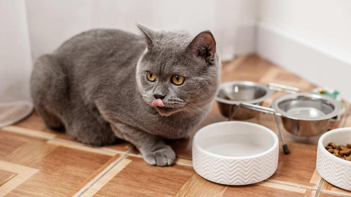 British Shorthair Kediniz İçin Mama Seçimi