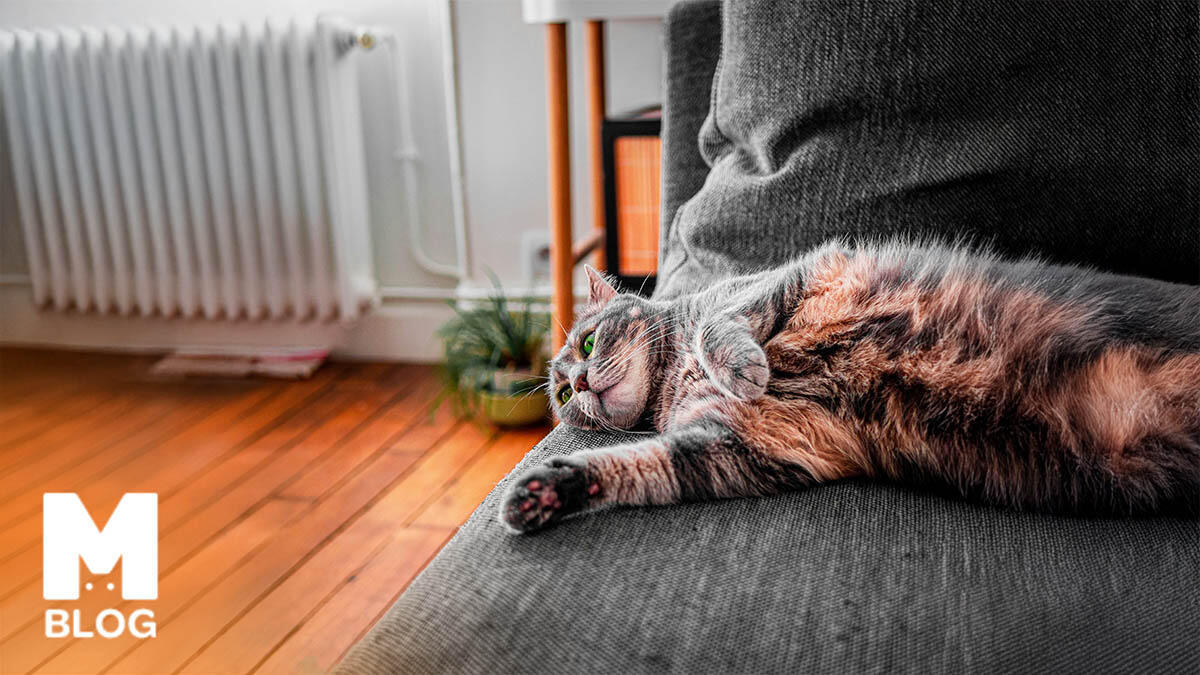 En Uysal Kedi Cinsleri