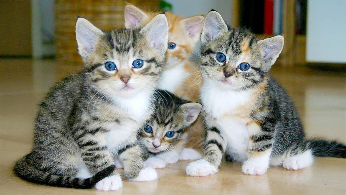 Kediler Ne Kadar Sürede Büyür? Kedi Gelişimi
