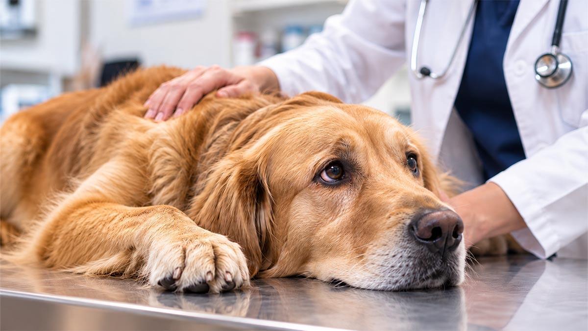 Köpeklerde Kanser Belirtileri