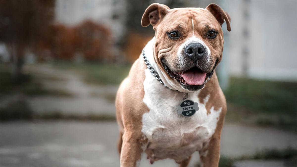 Pitbull Cinsi Köpekler ve Özellikleri