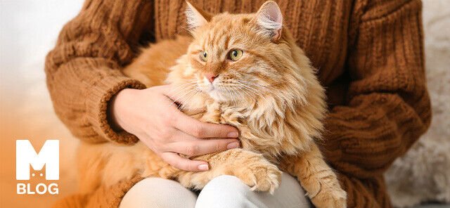 Kısa Bacaklarıyla Tanınan Napolyon (Minuet) Kedisi Hakkında Her Şey