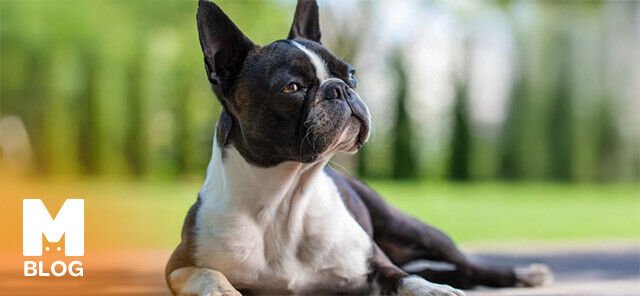 Boston Terrier Bakımı: Beslenme, Egzersiz ve Tüy Bakımı