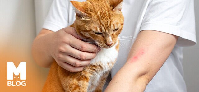 Kediden İnsana Bulaşan Mantar Nasıl Geçer?