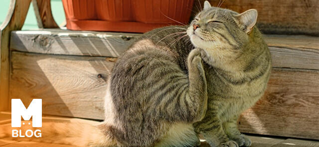 Kedilerde Parazit Belirtileri ve Tedavisi