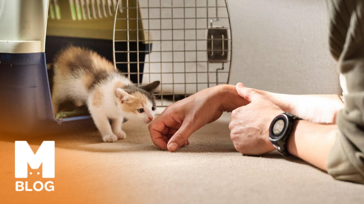 Evde Beslenecek Kedi Cinsleri: Ev Yaşamına En Uygun 10 Kedi Irkı