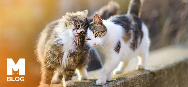 Dünya Kediler Günü Ne Zaman?