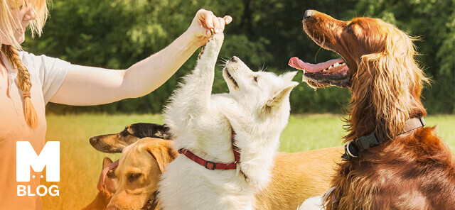 Köpek Eğitimi Nasıl Verilir? Temel ve İleri Düzey Eğitim Rehberi