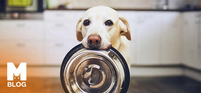 Köpekler Ne Yemeli, Ne Yememeli?