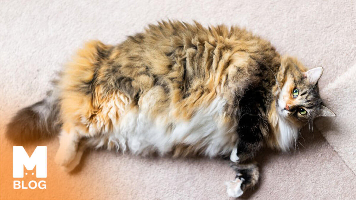 Kediler Kaç Ayda Doğurur? Patili Dostunuzun En Özel Döneminde Bilmeniz Gereken Her Şey