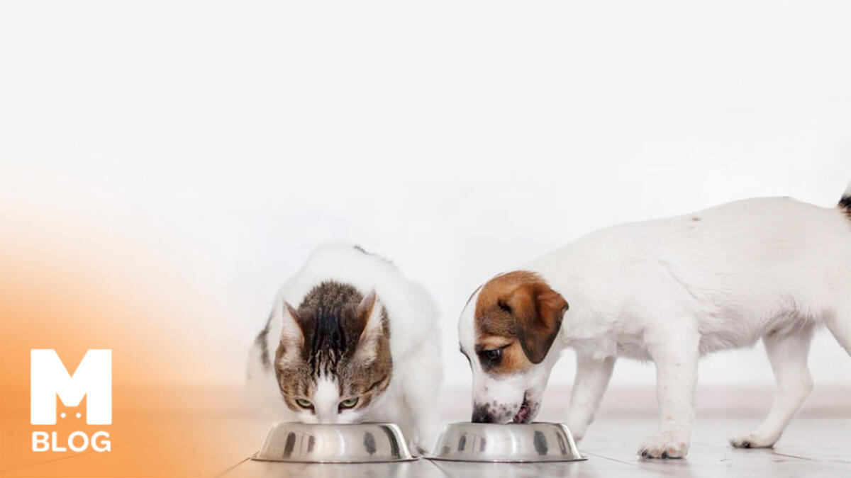 Kedi ve Köpek Mamalarında Ham Kül Nedir ve Neden Önemlidir?