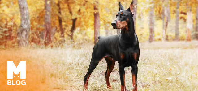 Dünyadaki En Güçlü 10 Köpek Cinsi