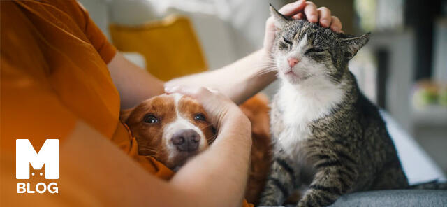 Sevginin En Güzel Hali: Hayvan Sevgisi