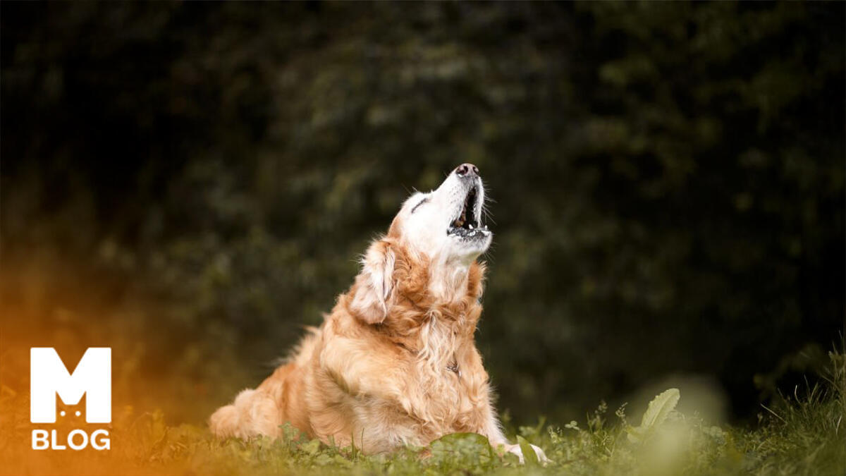 Köpekler Neden Ulur?