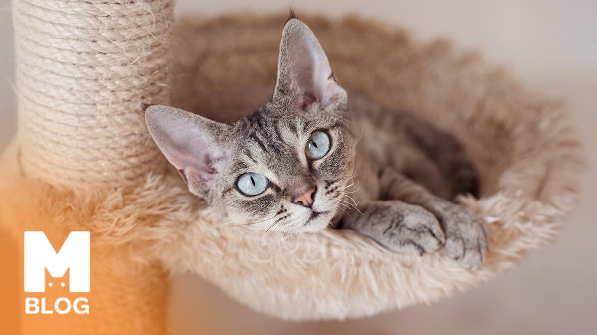 Devon Rex Kedi Özellikleri, Bakımı ve Beslenmesi Rehberi