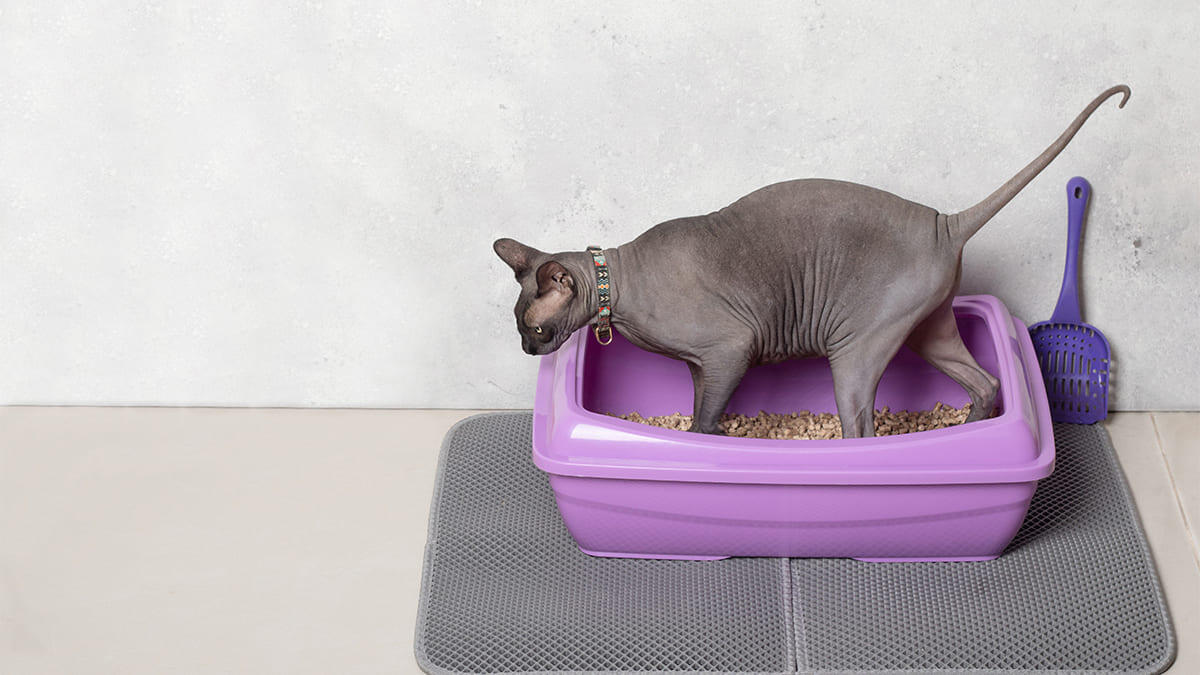 Kedi Kumu Hangi Özelliklere Sahip Olmalı?