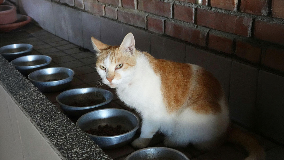 Kedi Mama ve Su Kabı Nasıl Olmalıdır?