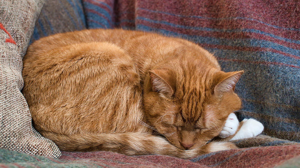Kedi Piresi Eve Yayılır mı?