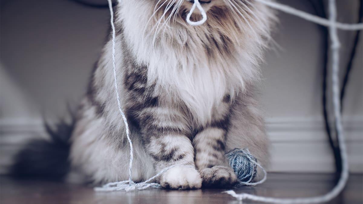 Kedi ve Köpeklerde Pika Sendromu: Belirtileri ve Tedavisi