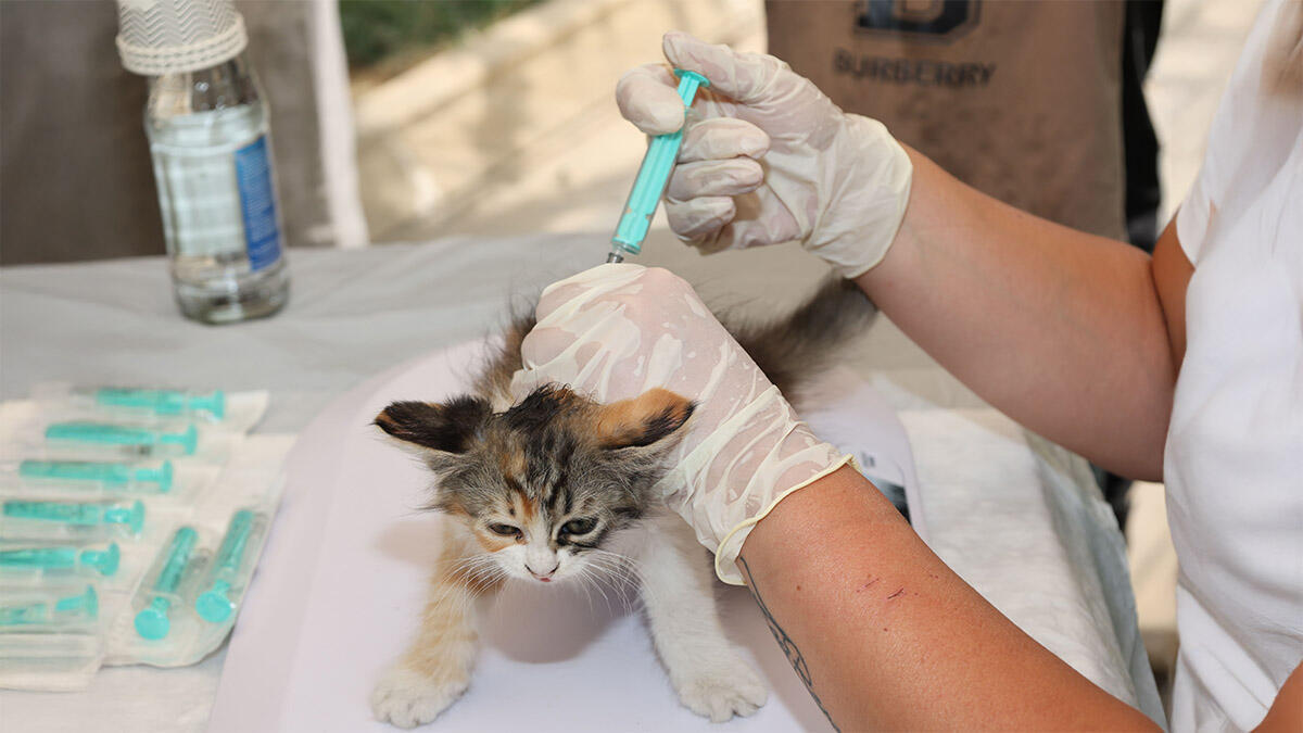 KEDİLERDE KARMA AŞI NE İŞE YARAR?