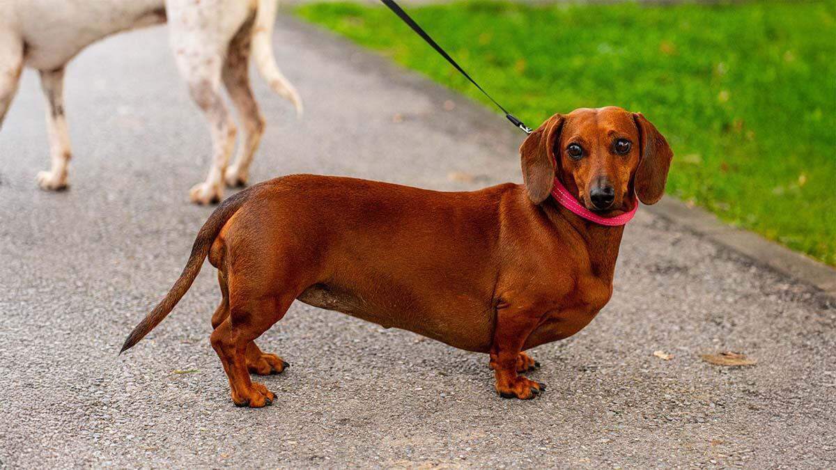 Kısa Bacaklı Köpek Cinsleri