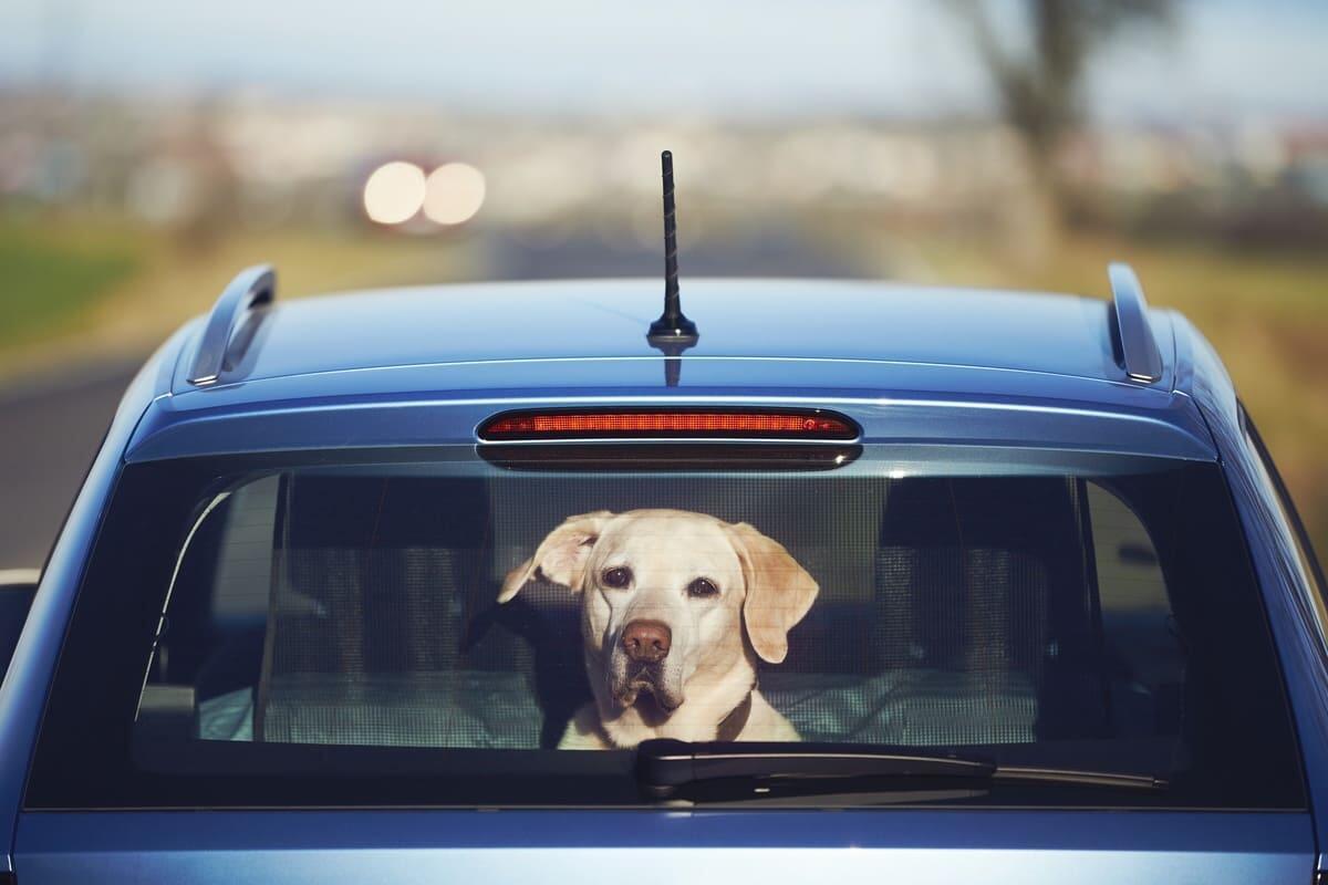 Köpekle Uzun Araba Yolculuğu Nasıl Yapılır?