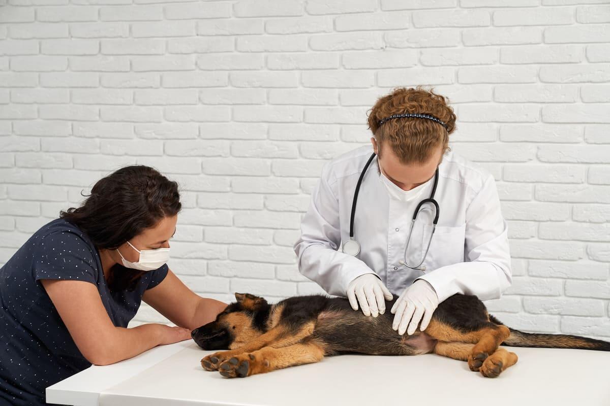 Köpeklerde Deri Siyahlaşması (Hiperpigmentasyon) Neden Olur?